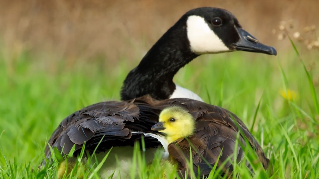A nyugalom forrása: A KAPCSOLAT (de milyen kapcsolat?)