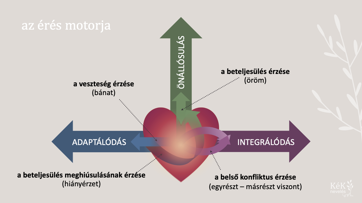Az érző szív az érés motorja