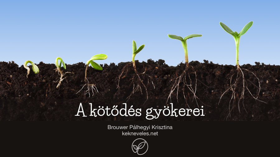 0-kekneveles-02-kapcsolodas-gyokerei