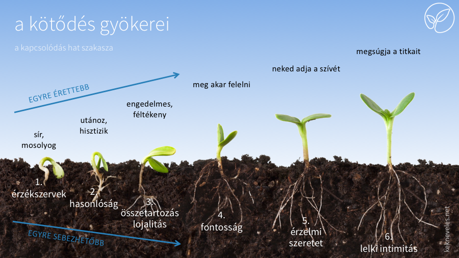 gyokerek-eres-seb-kekneveles