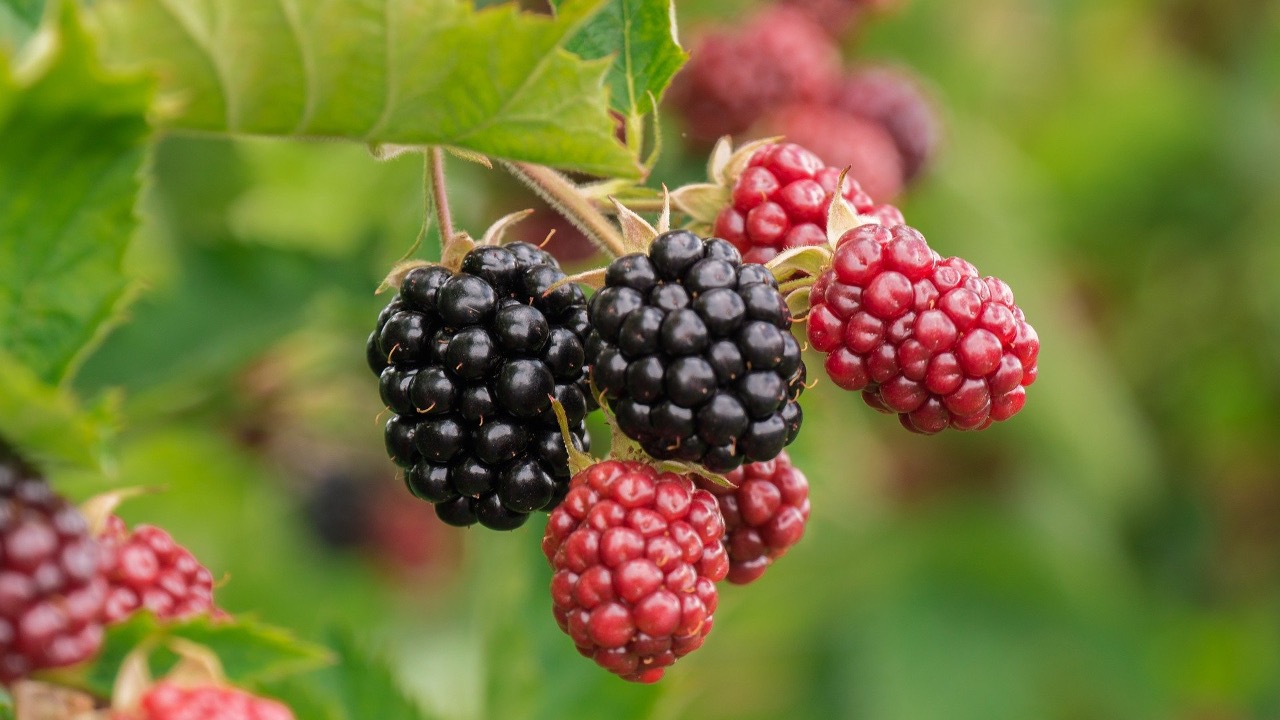 „Magától terem a föld”