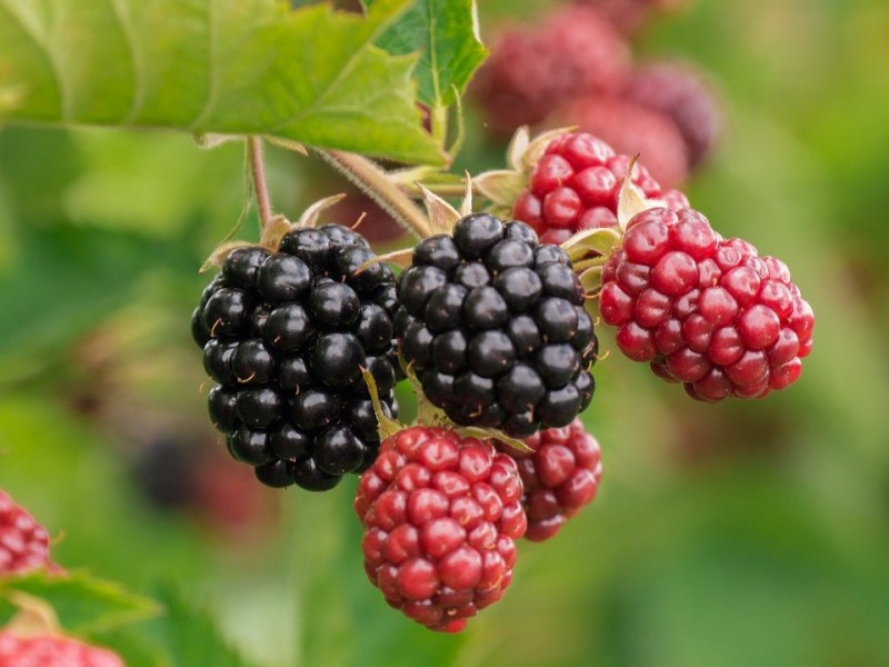 “Magától terem a föld…”