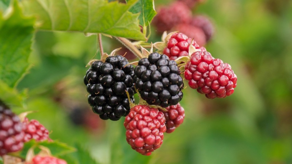 “Magától terem a föld…”