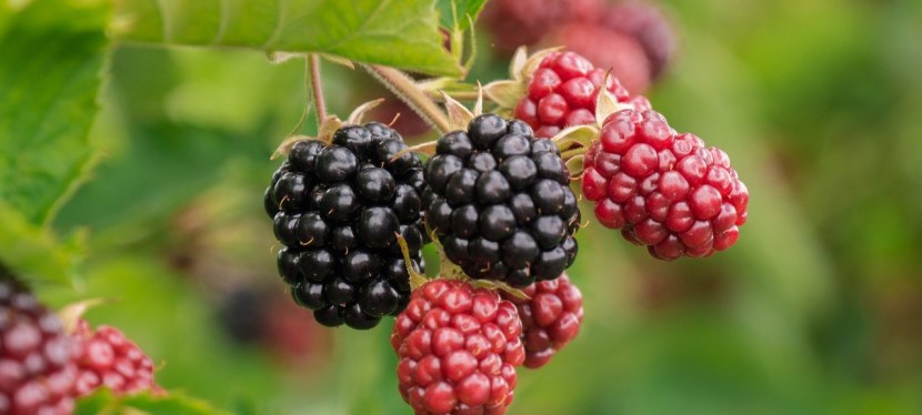 “Magától terem a föld…”