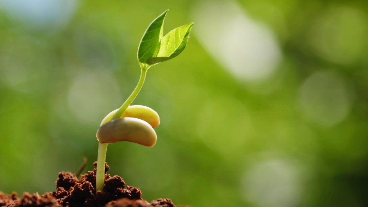 A természet szerepe