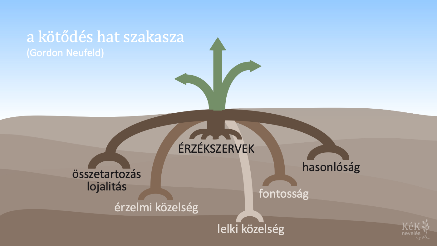 A kötődés hat szakasza (Dr. Gordon Neufeld nyomán)