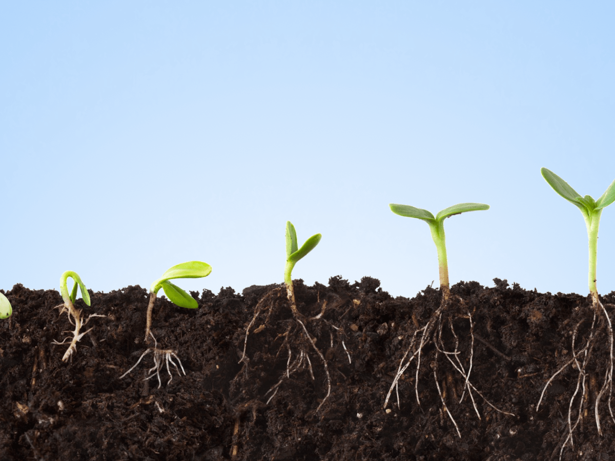 A kötődés gyökerei – A kapcsolatkészség fejlődésének hat&nbsp;szakasza