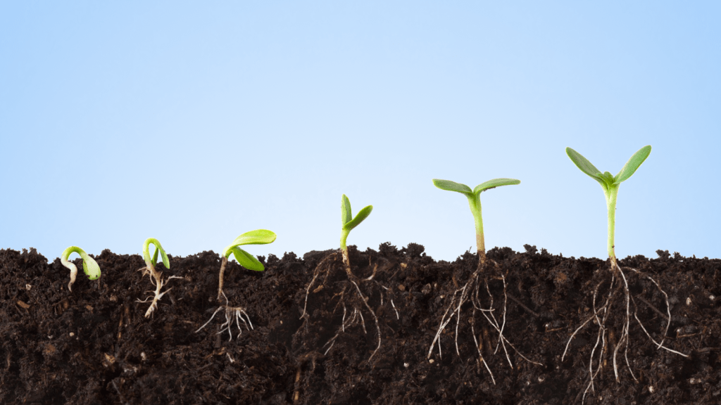 A kötődés gyökerei – A kapcsolatkészség fejlődésének hat szakasza