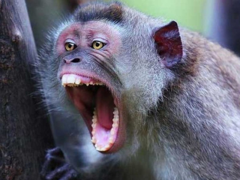 Miért hatásos a kiabálás, amikor&nbsp;hat?