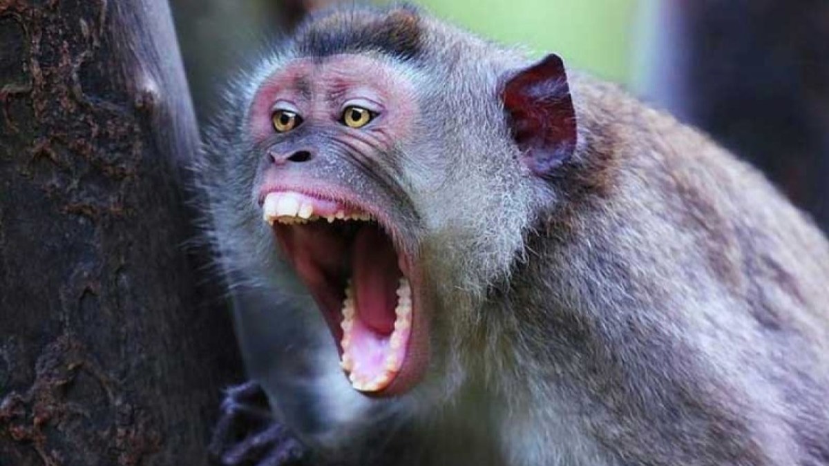 Miért hatásos a kiabálás, amikor&nbsp;hat?