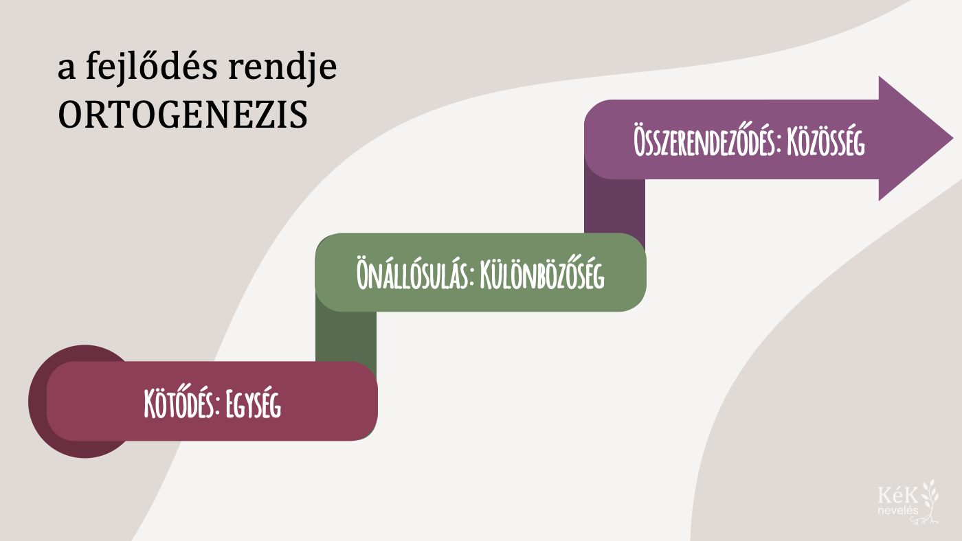A fejlődés rendje: ORTOGENEZIS
kötődés: egység
önállósulás: különbözőség
összerendeződés: közösség