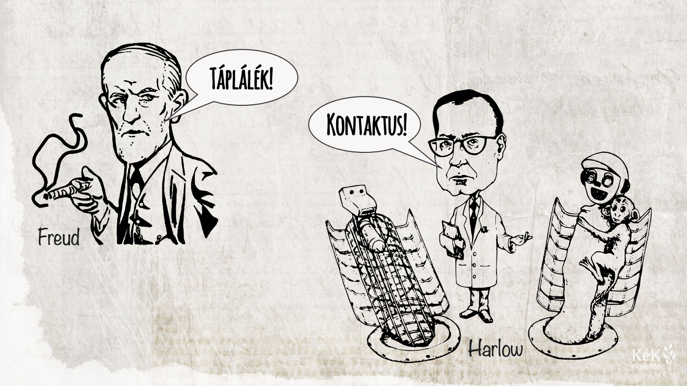 Freud: Táplálék!
Harlow: Kontaktus!